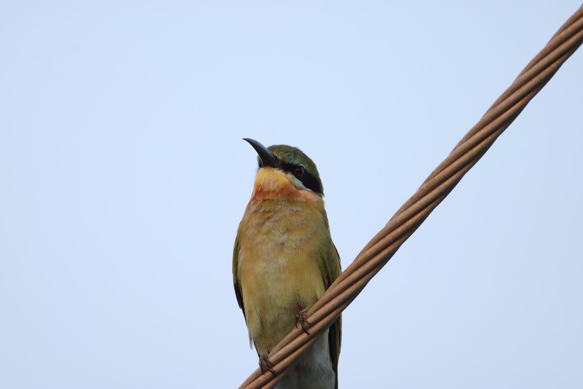 Blue-tailed Bee-eater - ML646735127