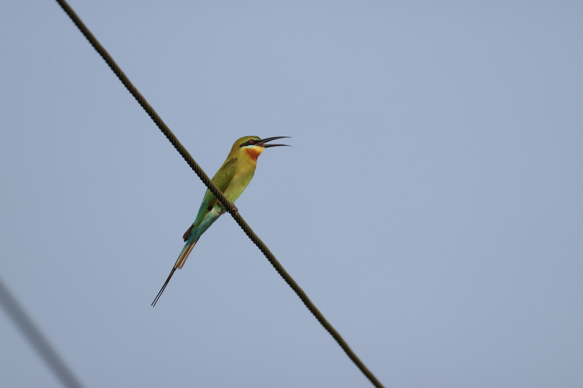 Blue-tailed Bee-eater - ML646735128