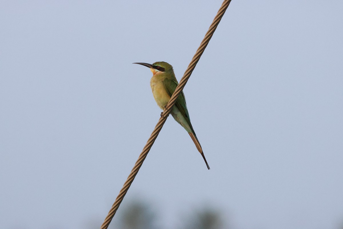 Blue-tailed Bee-eater - ML646735129