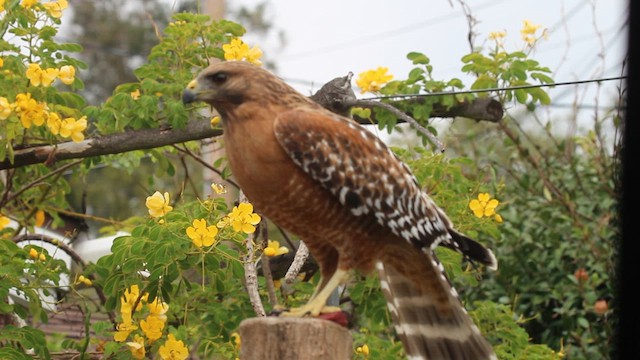 Red-shouldered Hawk - ML646735130