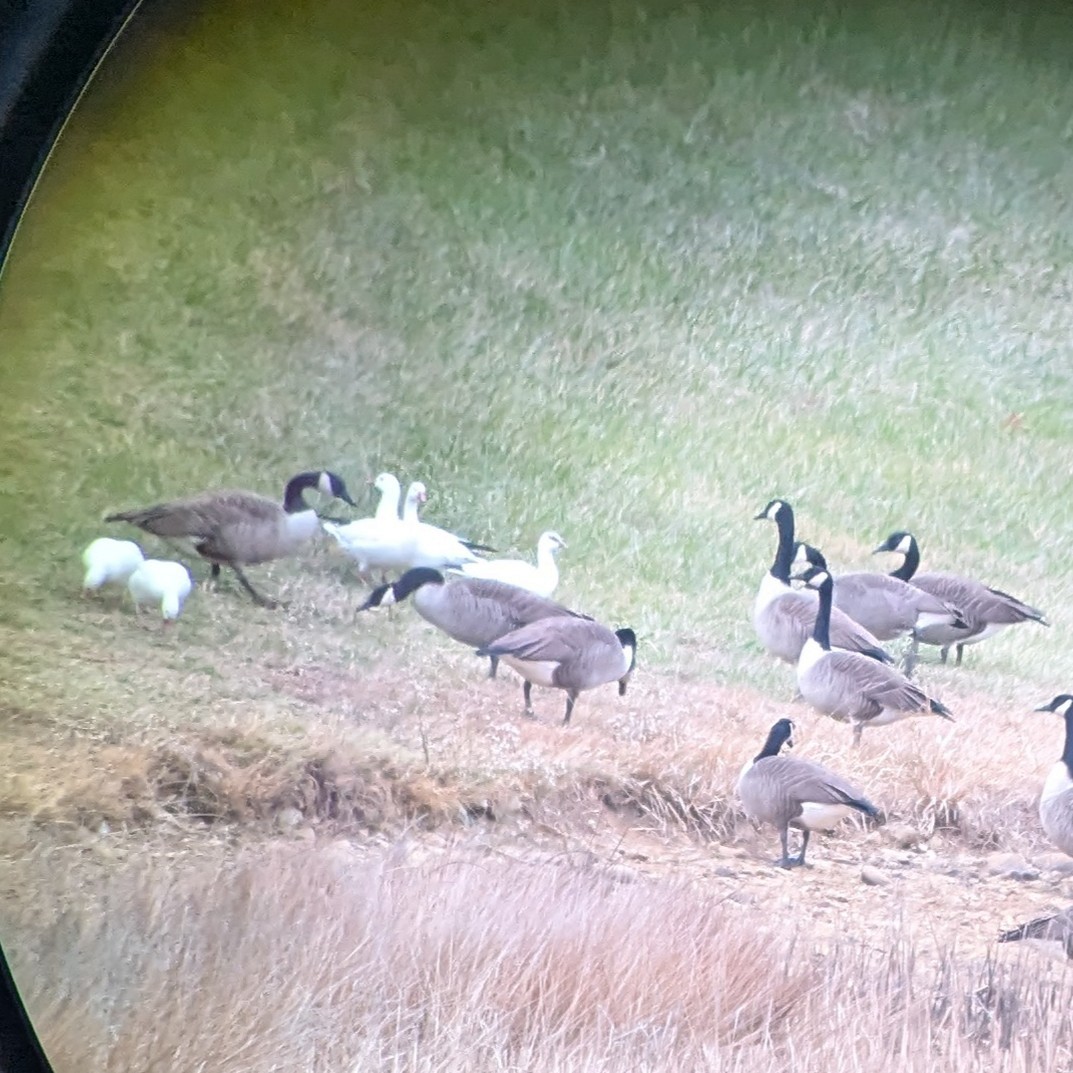 Ánsar de Ross - ML646735132