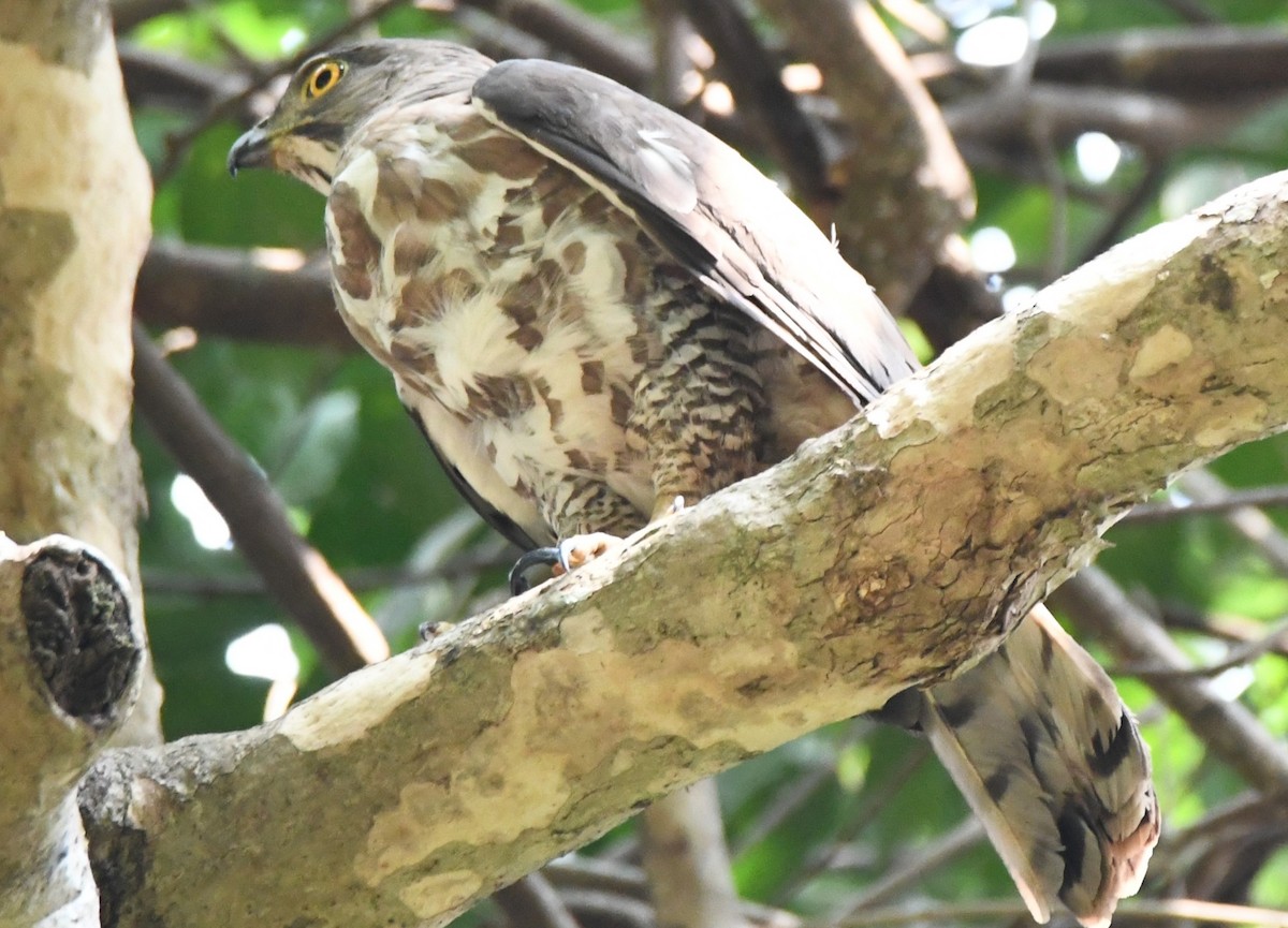 Crested Goshawk - ML646735133