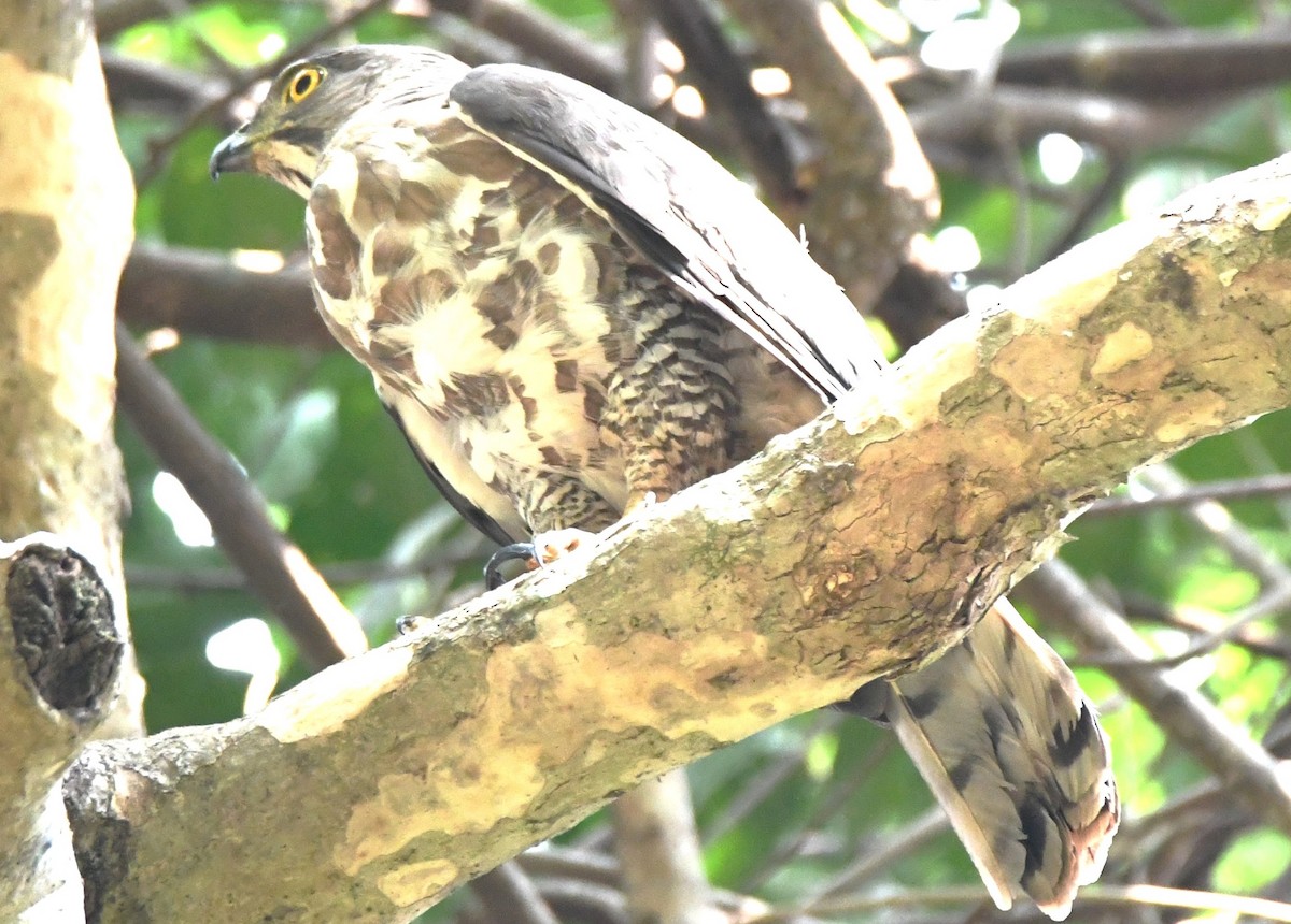 Crested Goshawk - ML646735134