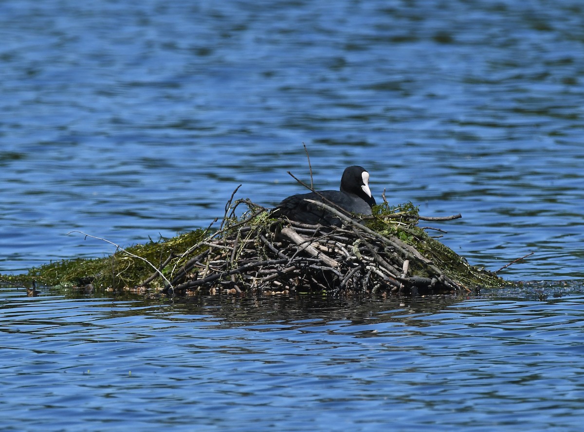 Eurasian Coot - ML646735135