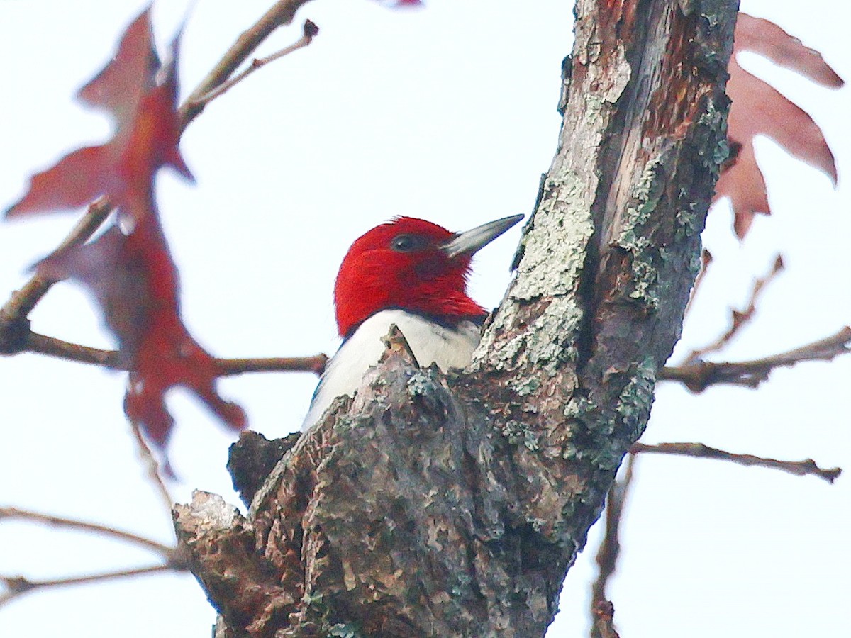 Красноголовый дятел - ML646735137