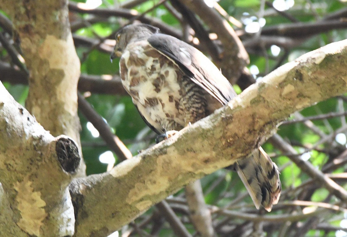 Crested Goshawk - ML646735138