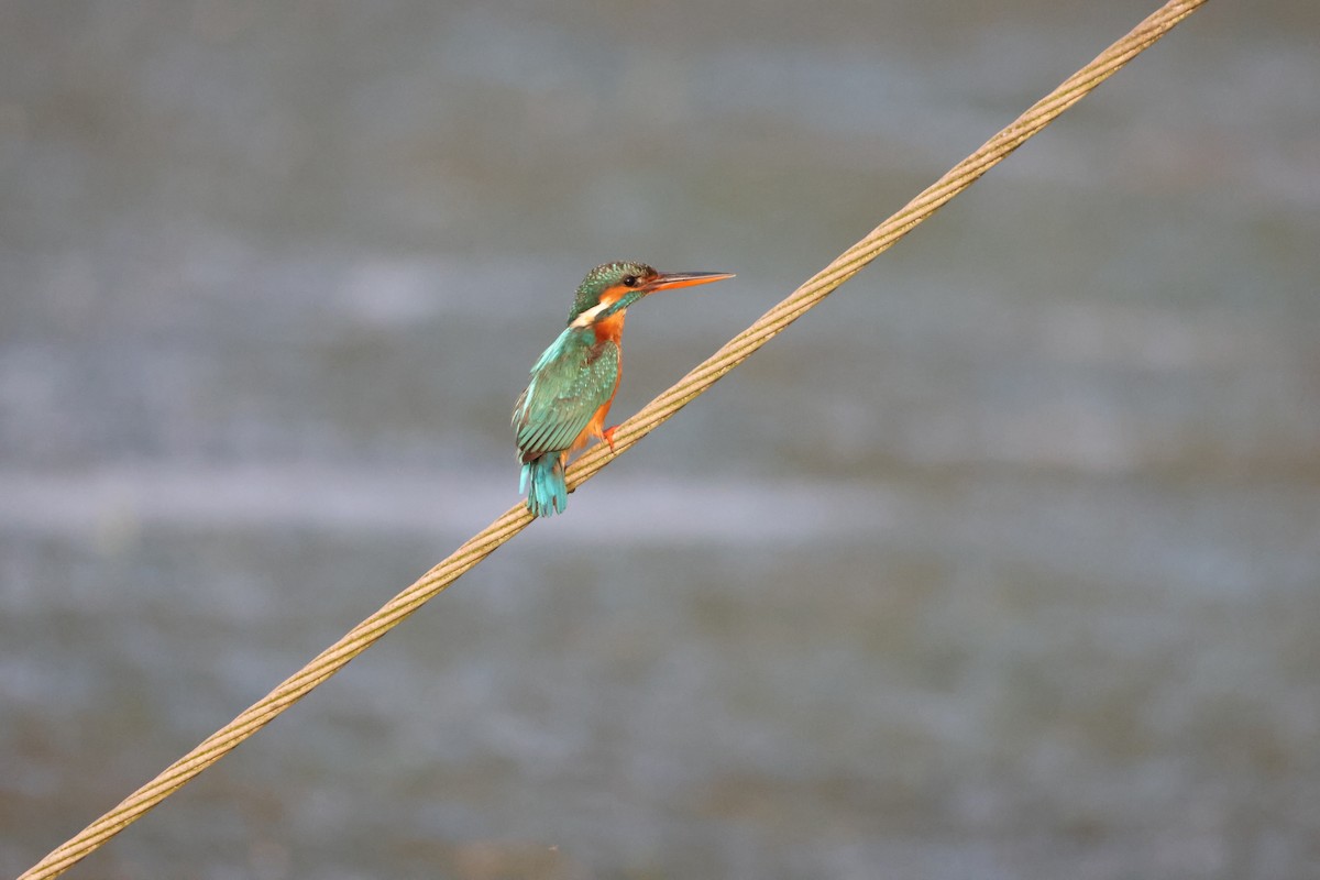 Common Kingfisher - ML646735139