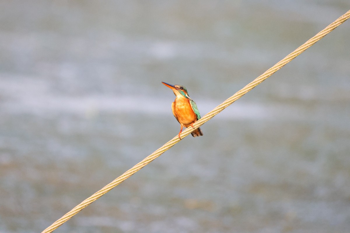 Common Kingfisher - ML646735140