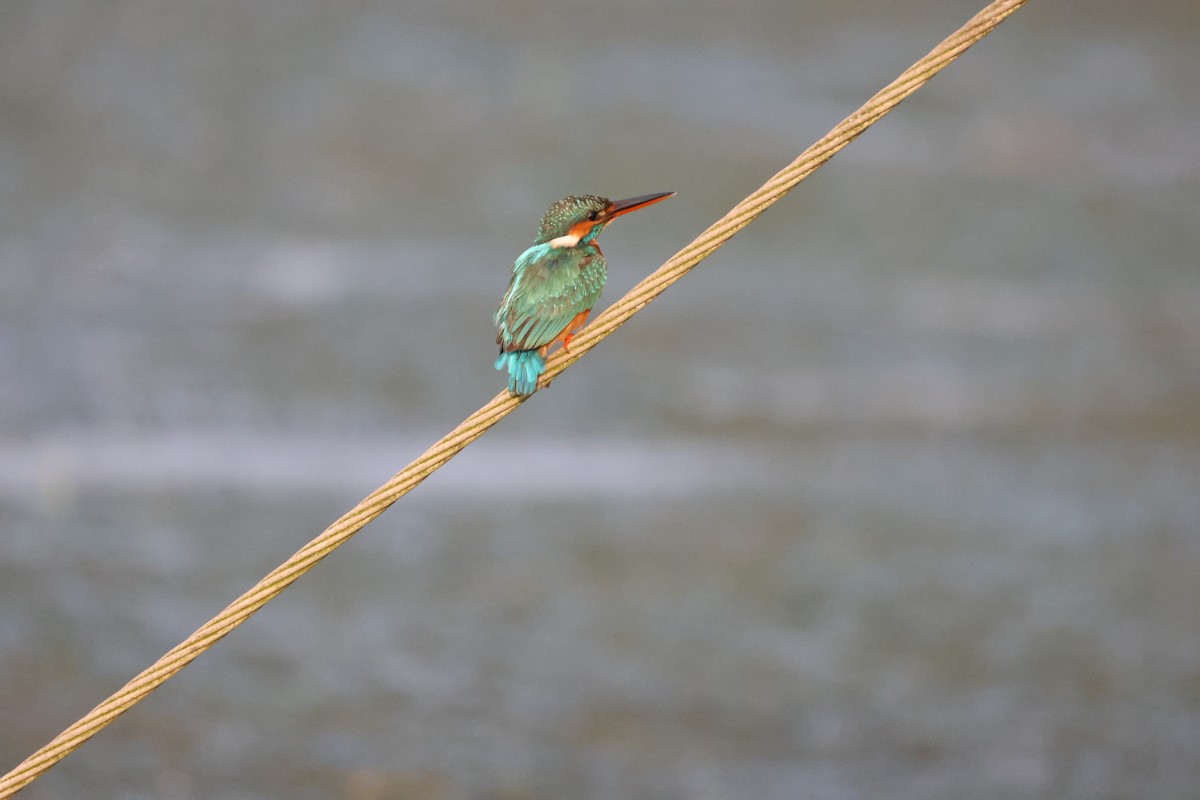 Common Kingfisher - ML646735141