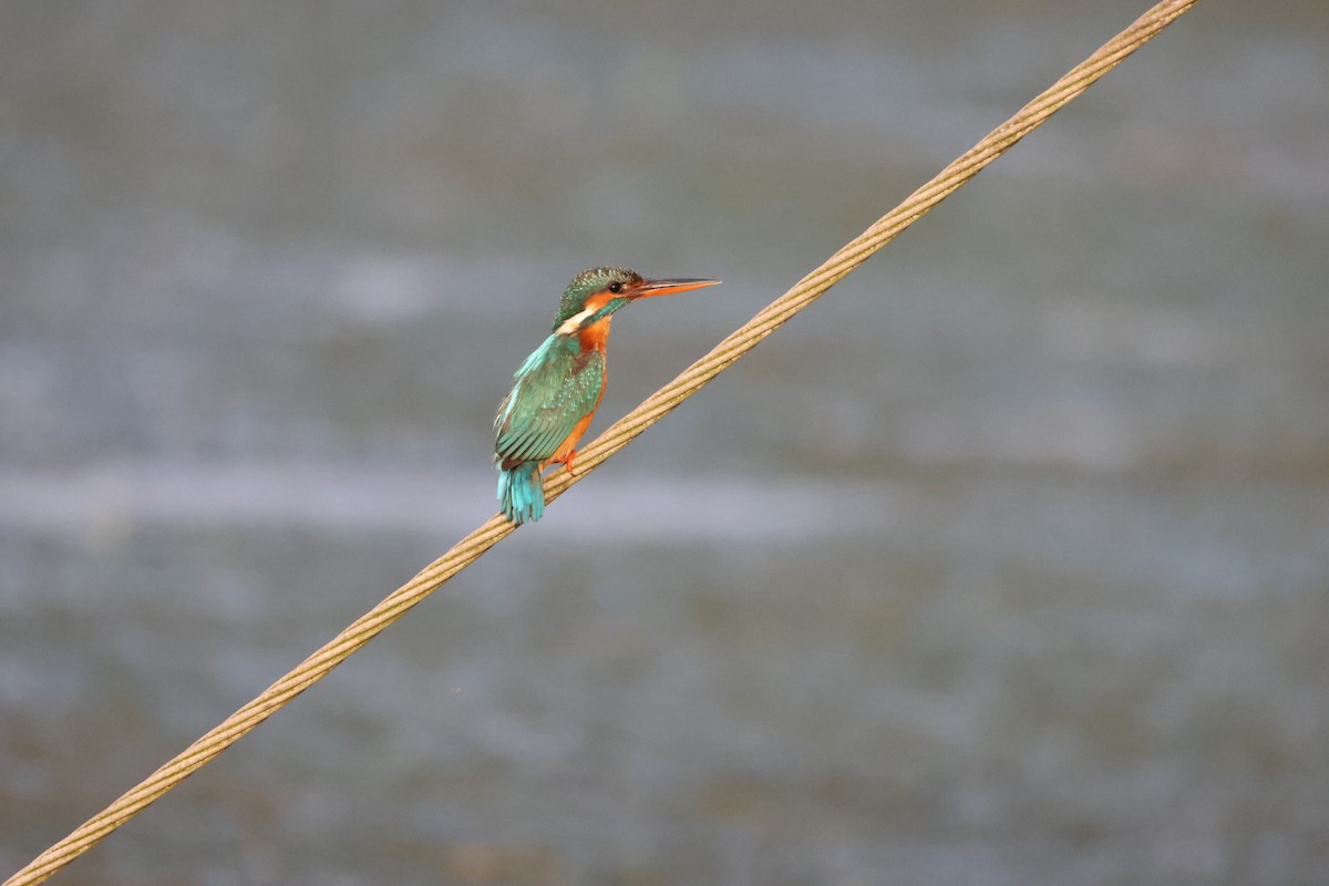 Common Kingfisher - ML646735142