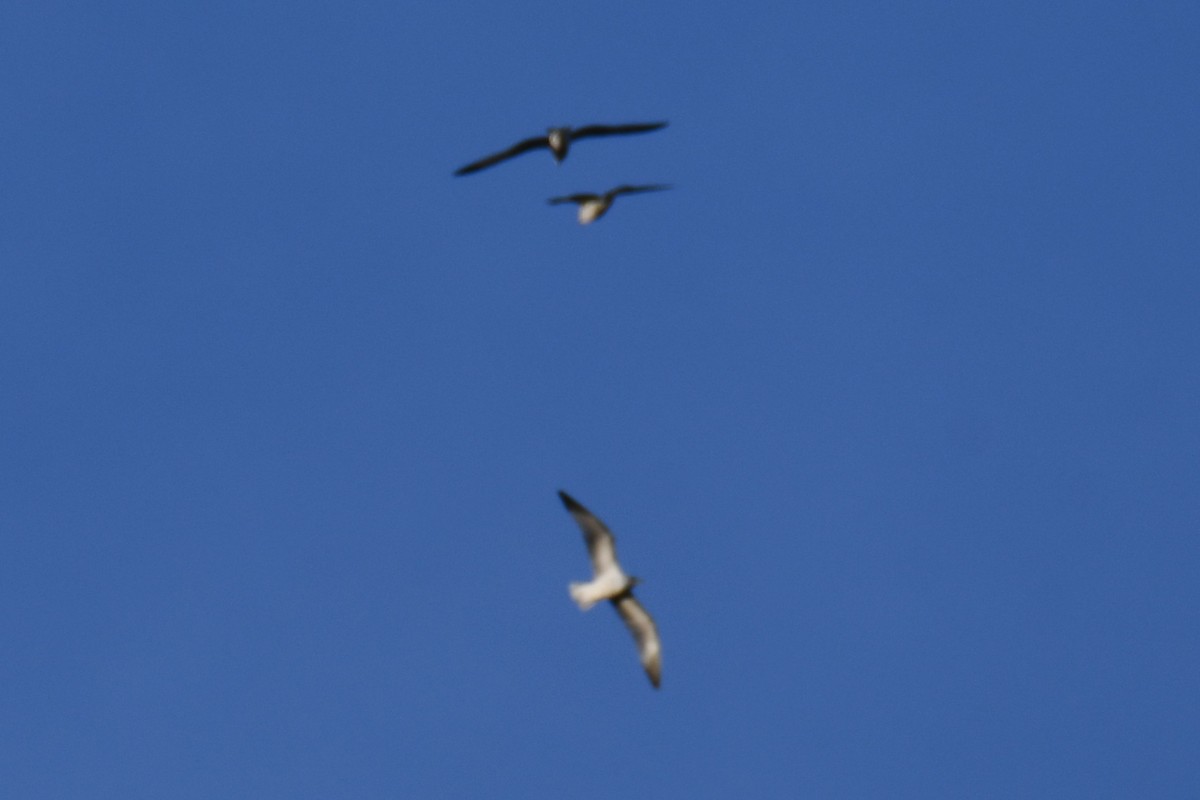 Ring-billed Gull - ML646735143