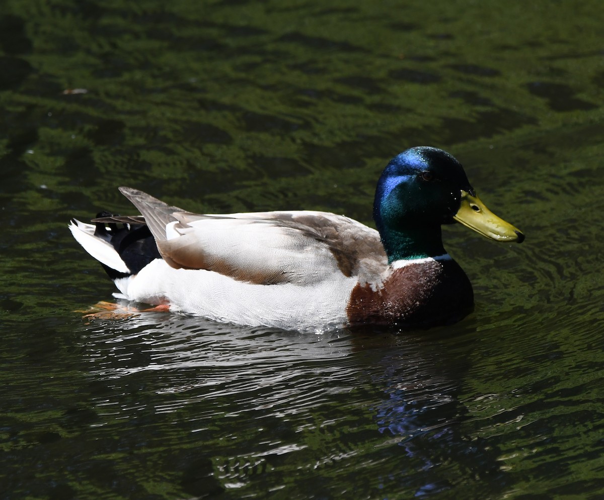 Mallard - ML646735144