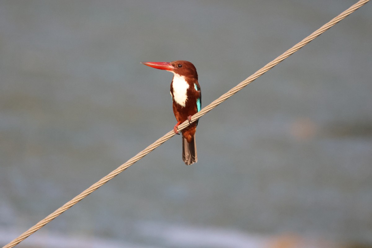 White-throated Kingfisher - ML646735145