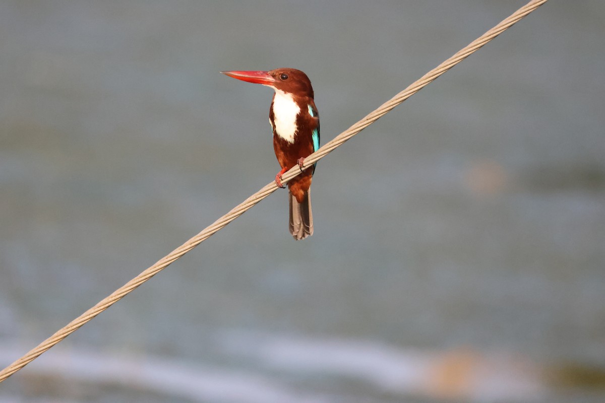 White-throated Kingfisher - ML646735146