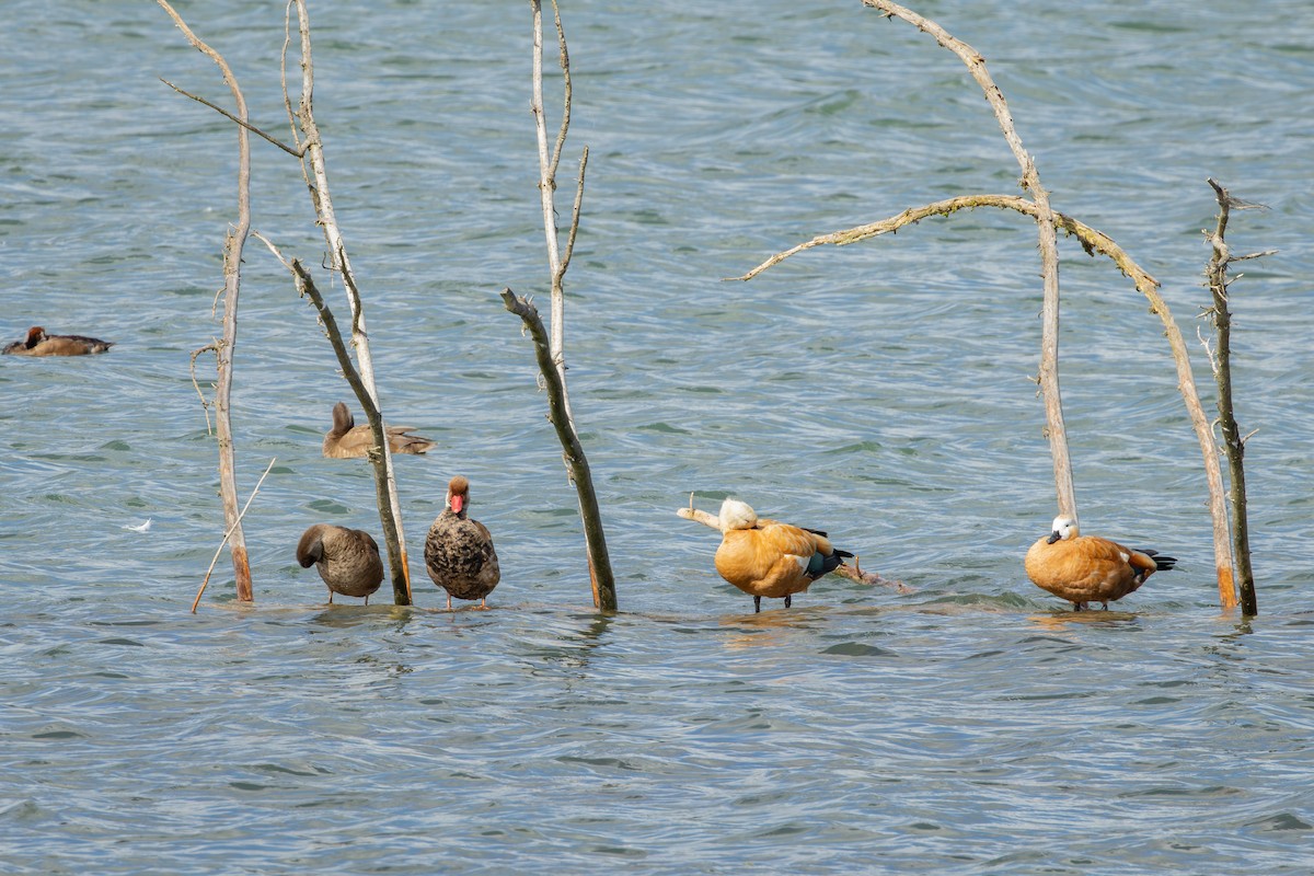 Tarro Canelo - ML646735147