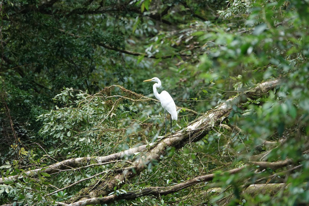 Great Egret - ML646735148