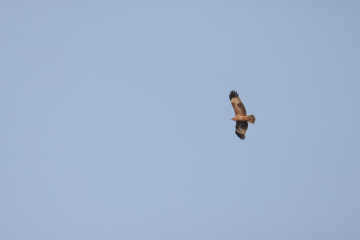 Black Kite - ML646735149