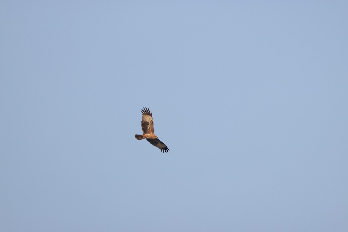 Brahminy Kite - ML646735150