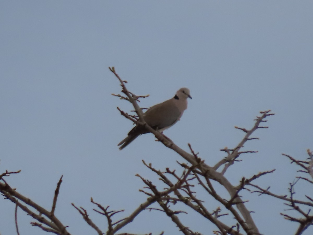 Ring-necked Dove - ML646735152