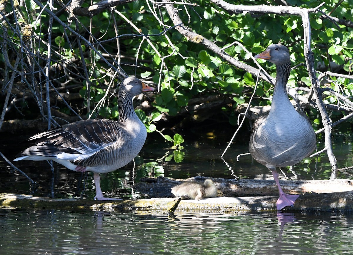 Graylag Goose (European) - ML646735153