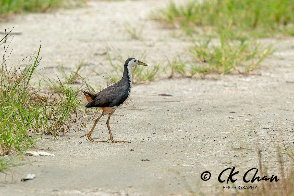 Weißbrust-Kielralle - ML646735154