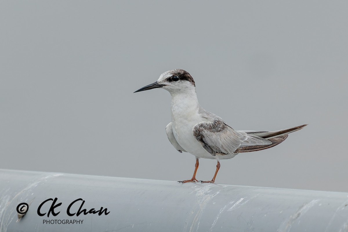 Zwergseeschwalbe - ML646735155