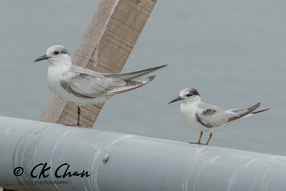 Weißbart-Seeschwalbe - ML646735156