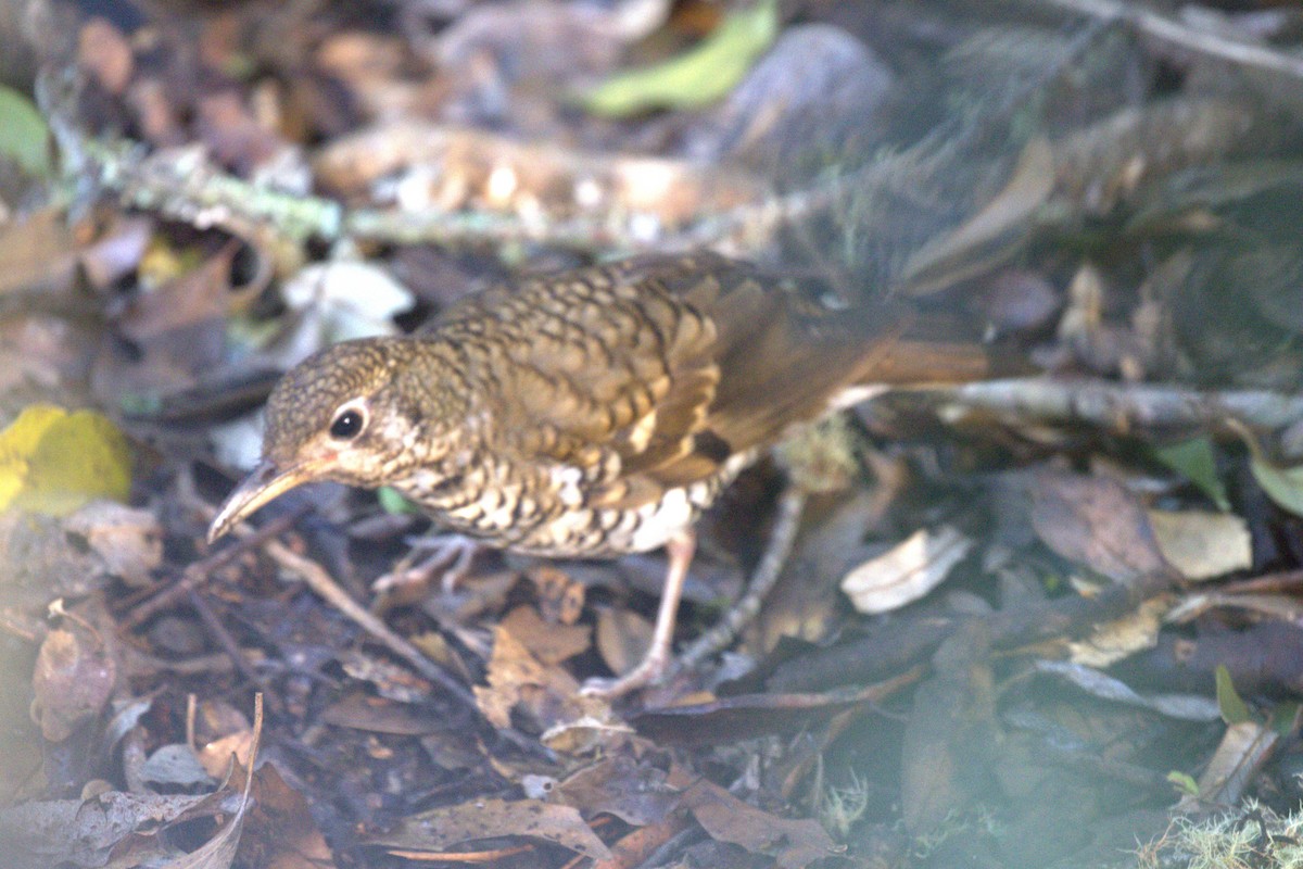 Russet-tailed Thrush - ML646735157