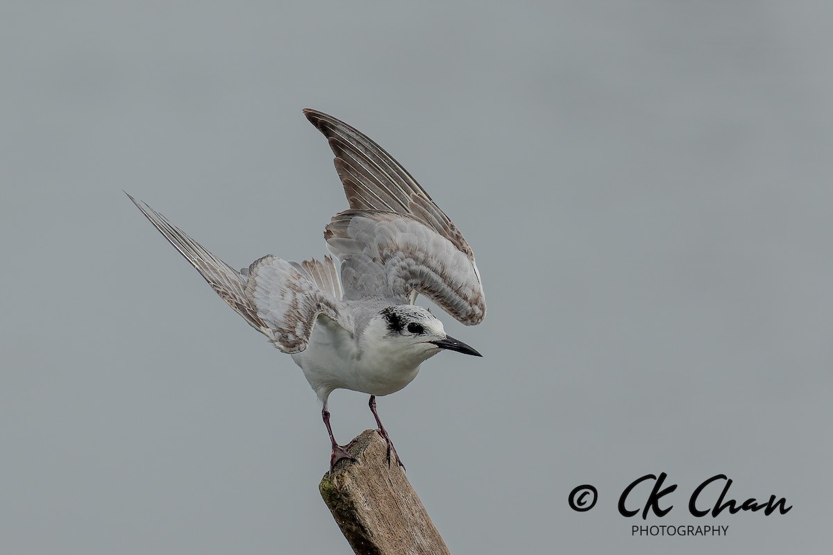 Weißbart-Seeschwalbe - ML646735158