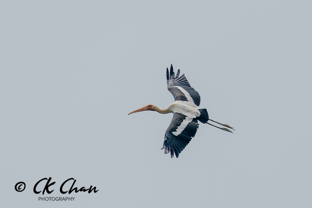 Buntstorch - ML646735161