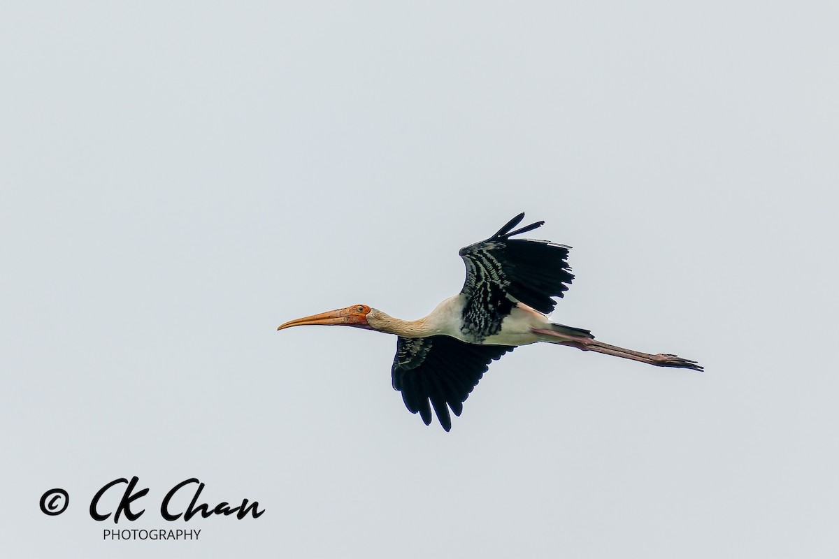 Buntstorch - ML646735162