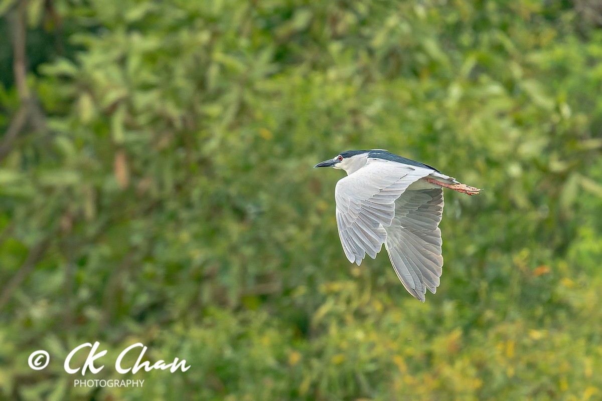 Nachtreiher - ML646735163