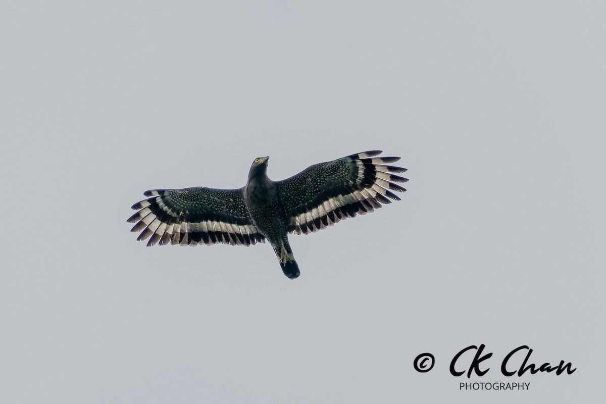 Haubenschlangenadler - ML646735166