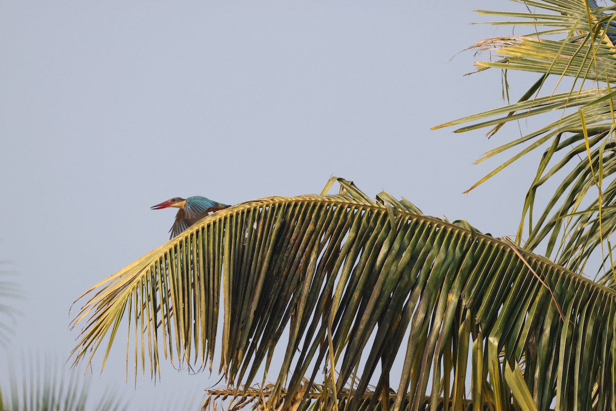 Аистоклювый гуриал - ML646735167