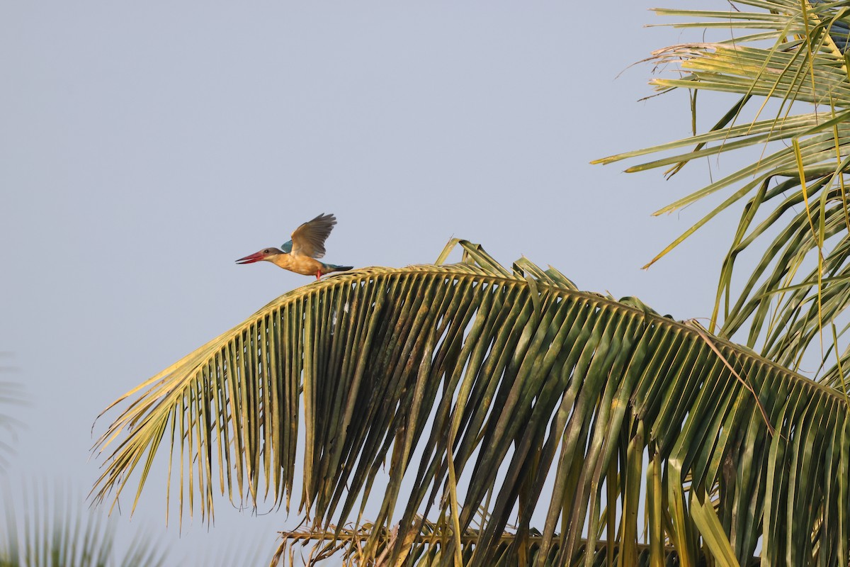 Аистоклювый гуриал - ML646735168