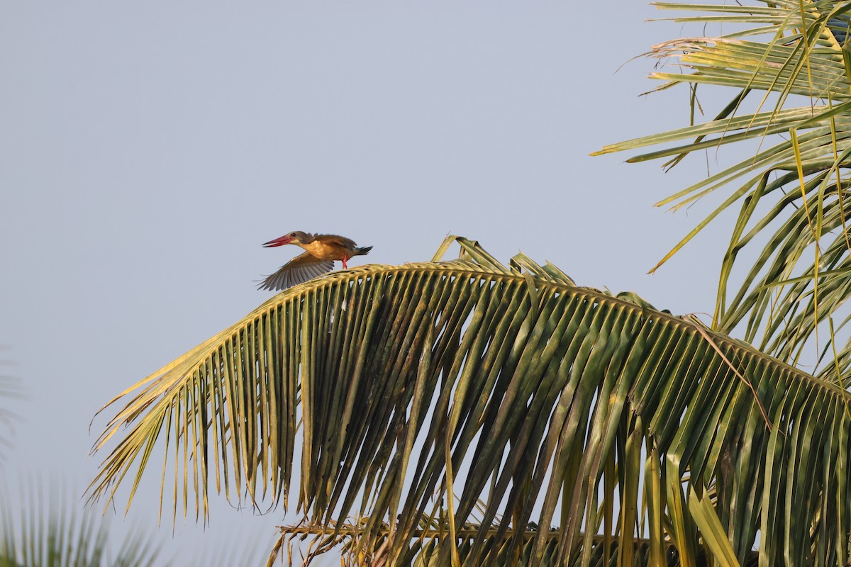 Аистоклювый гуриал - ML646735169