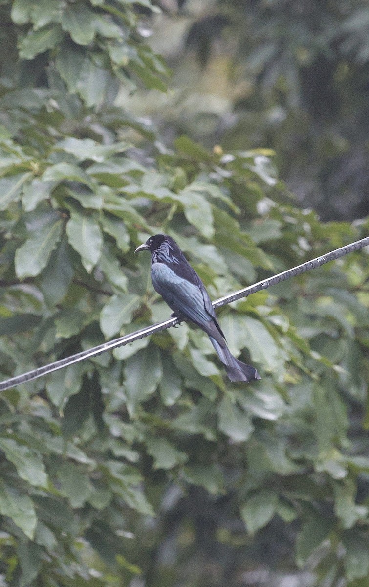 Индийский дронго - ML646735171