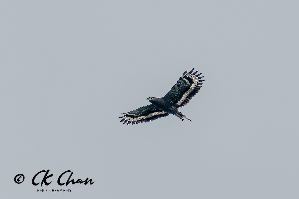 Haubenschlangenadler - ML646735172