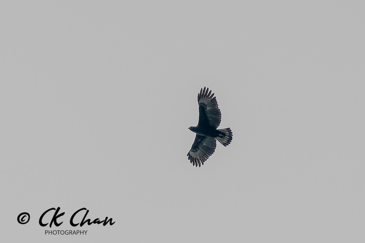 Indienhaubenadler - ML646735173