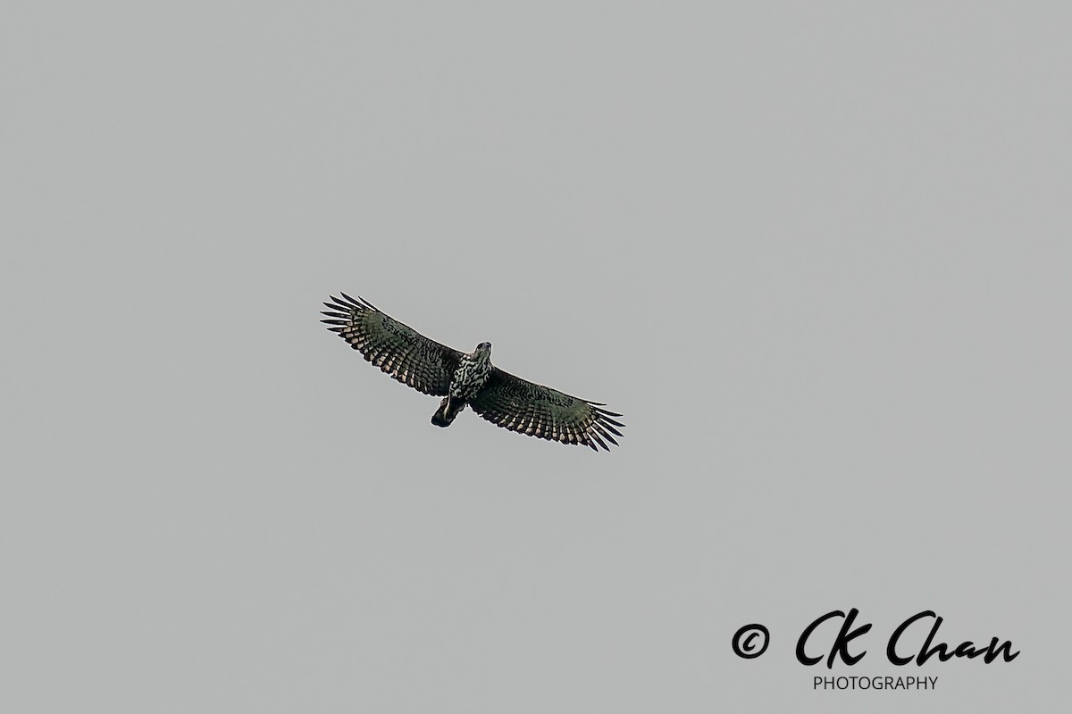 Indienhaubenadler - ML646735175