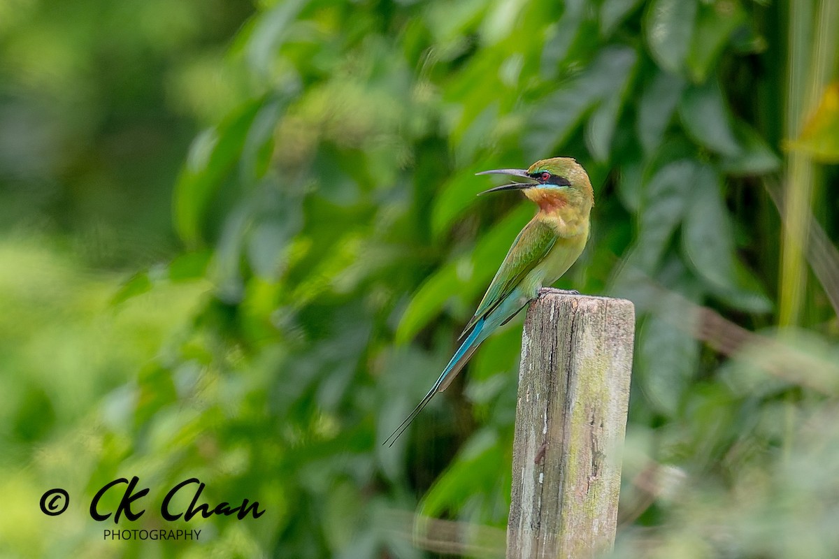 Blauschwanzspint - ML646735176