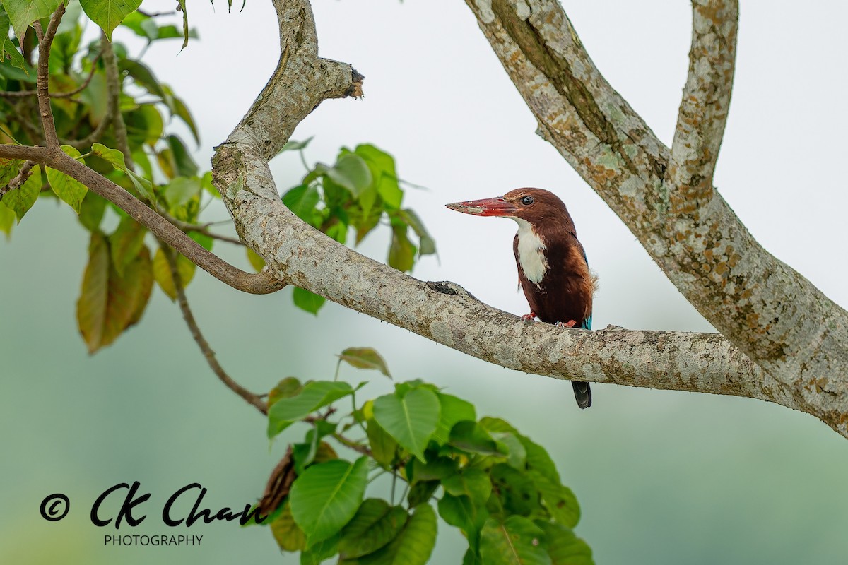 Braunliest - ML646735178