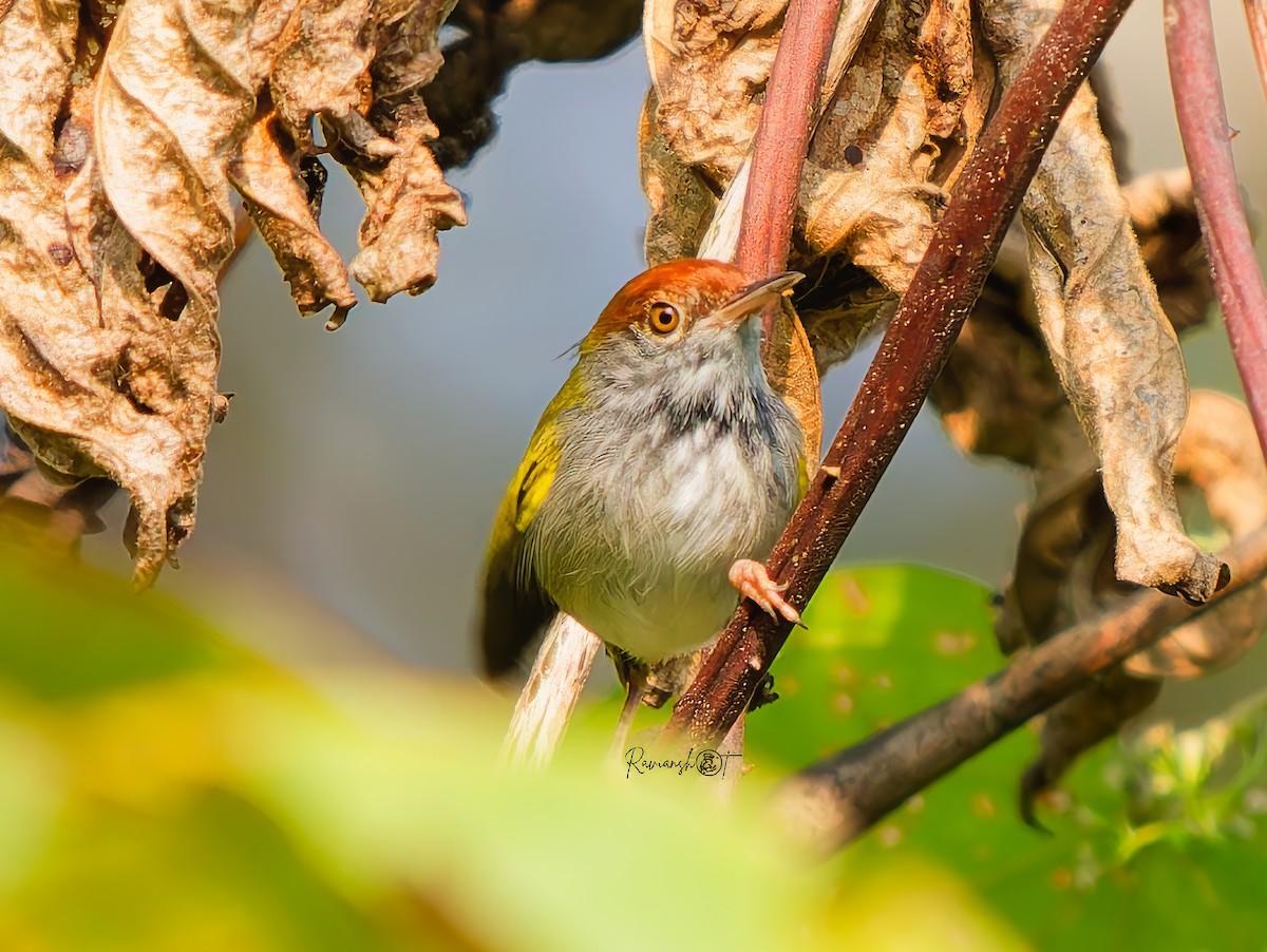 ノドグロサイホウチョウ - ML646735179
