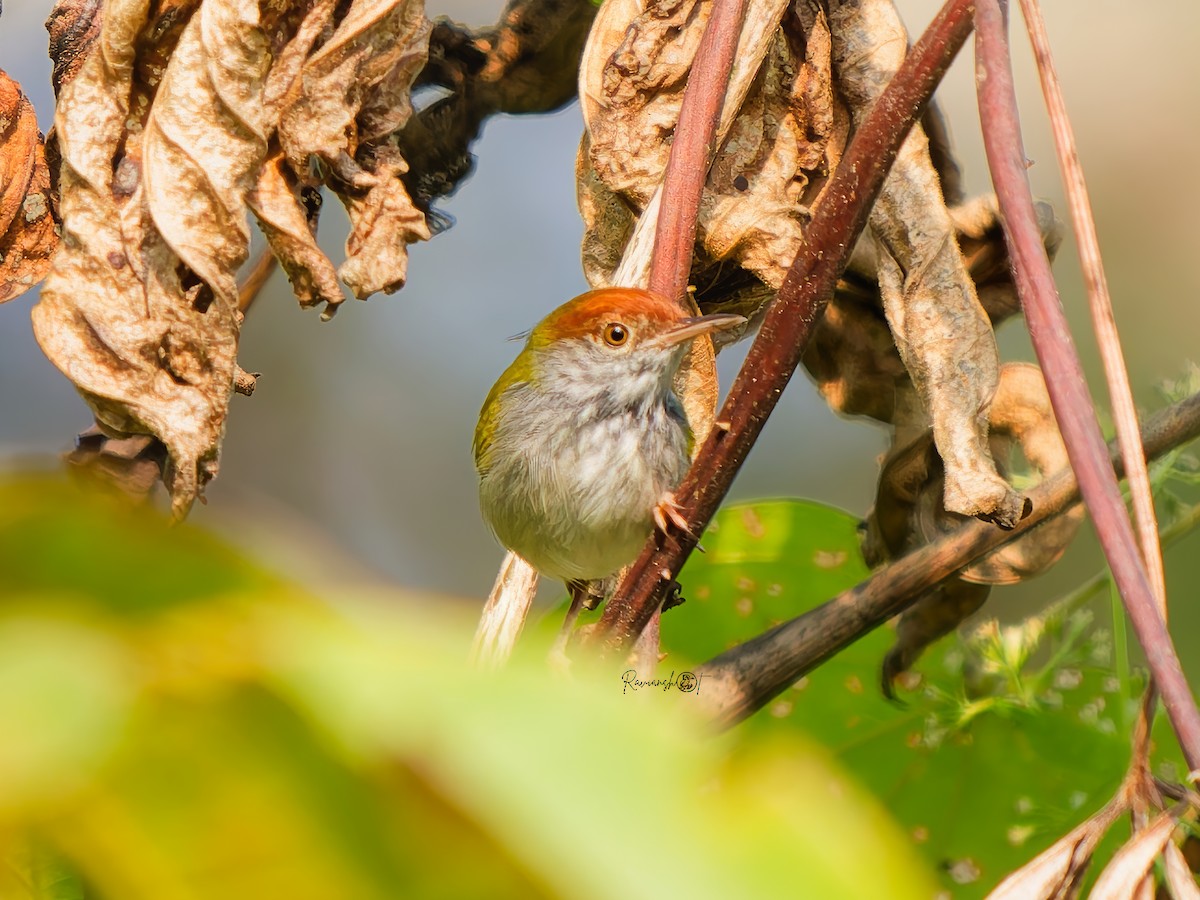 ノドグロサイホウチョウ - ML646735180