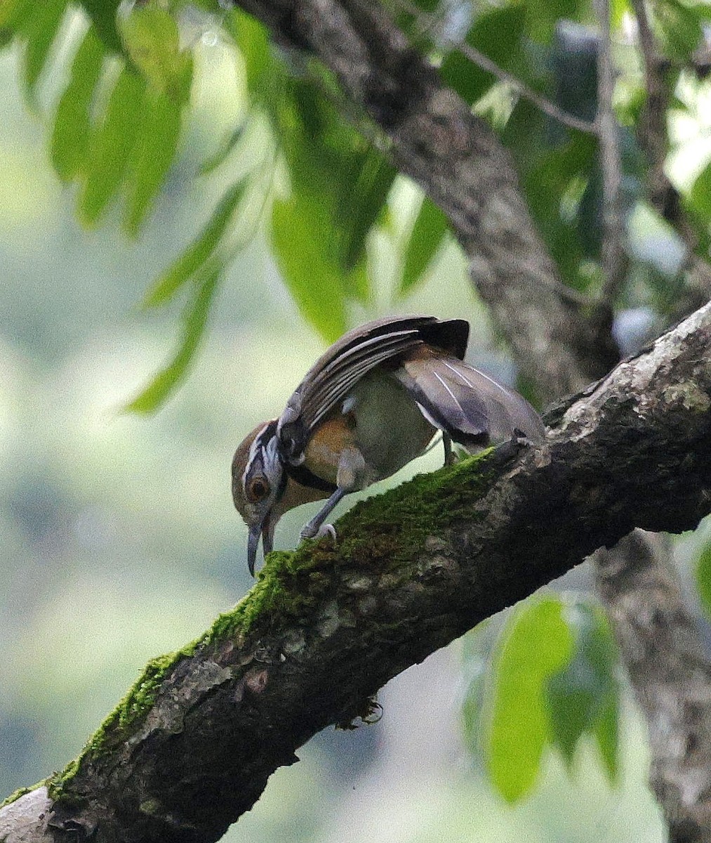 Галстучная кустарница - ML646735182