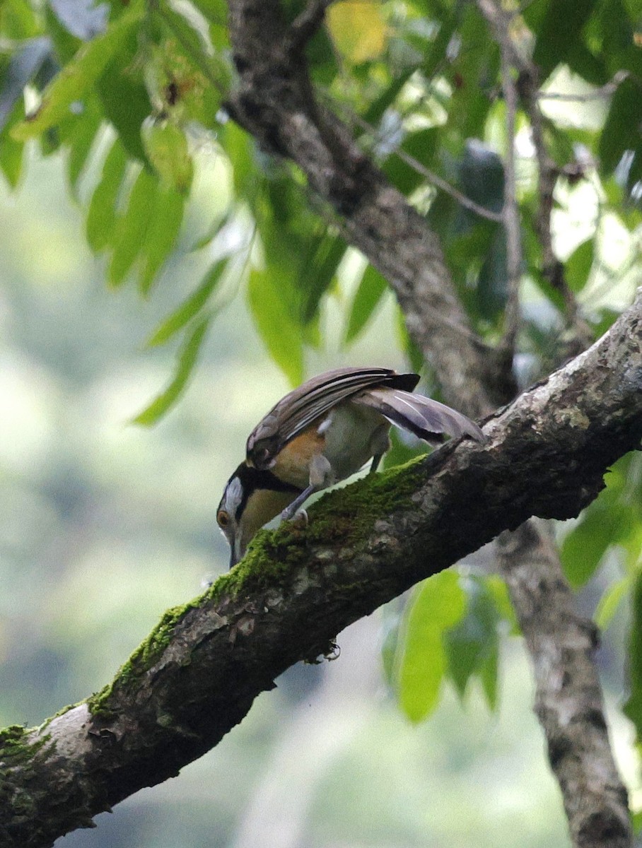 Галстучная кустарница - ML646735183