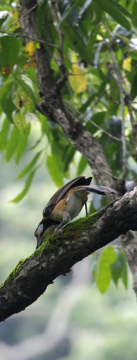 Галстучная кустарница - ML646735184