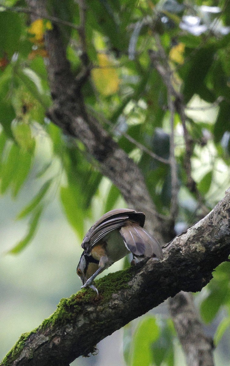 Галстучная кустарница - ML646735185