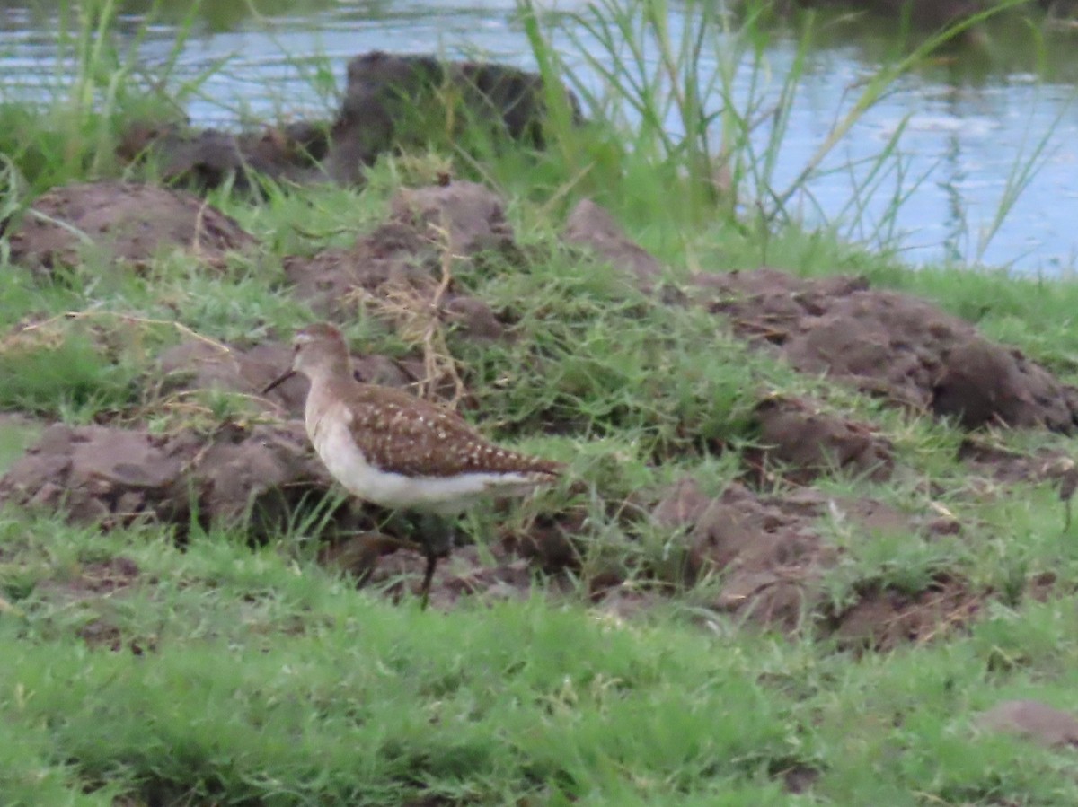 Wood Sandpiper - ML646735186