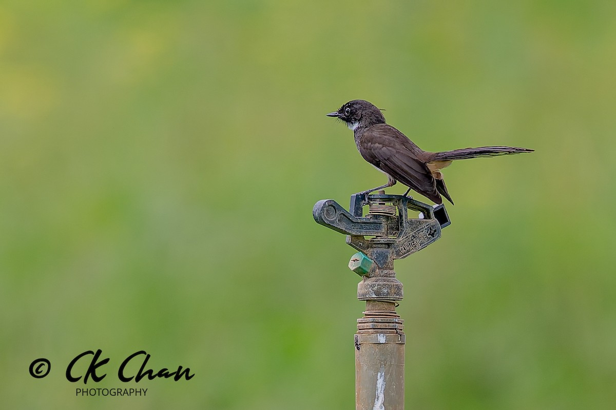 Malaienfächerschwanz - ML646735187